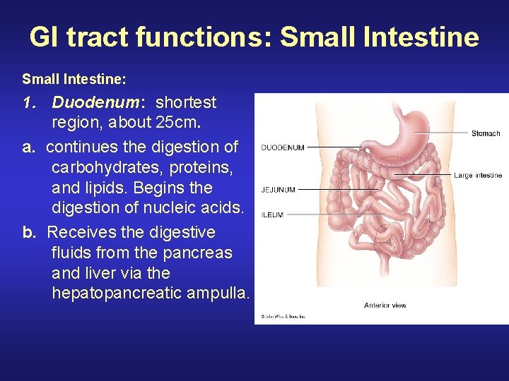 GI tract functions: Small Intestine: 1. Duodenum: shortest region, about 25 cm. a. continues