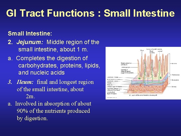GI Tract Functions : Small Intestine: 2. Jejunum: Middle region of the small intestine,
