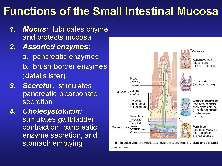 Functions of the Small Intestinal Mucosa 1. Mucus: lubricates chyme and protects mucosa 2.