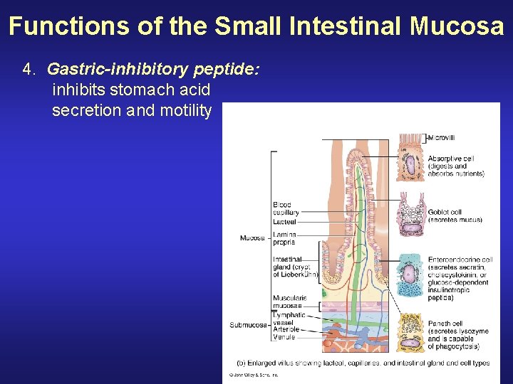 Functions of the Small Intestinal Mucosa 4. Gastric-inhibitory peptide: inhibits stomach acid secretion and