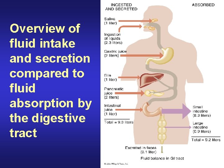 Overview of fluid intake and secretion compared to fluid absorption by the digestive tract