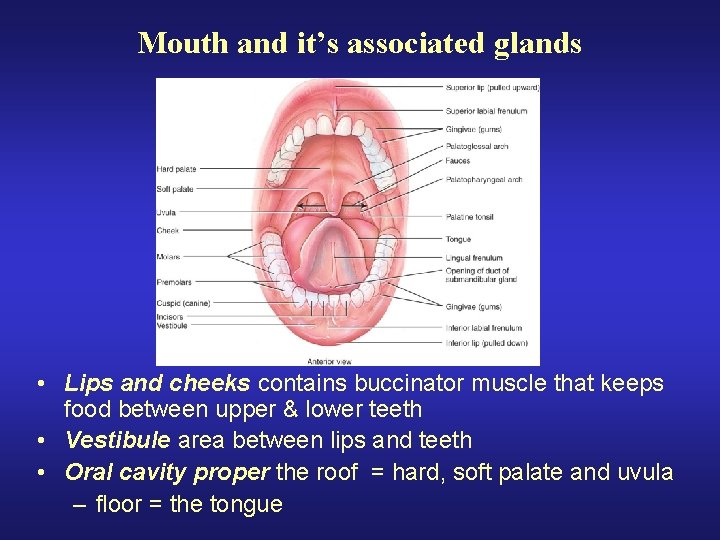 Mouth and it’s associated glands • Lips and cheeks contains buccinator muscle that keeps