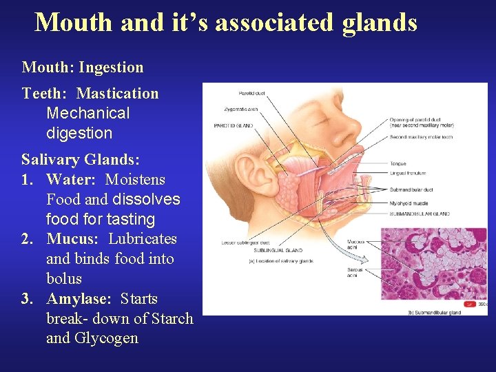 Mouth and it’s associated glands Mouth: Ingestion Teeth: Mastication Mechanical digestion Salivary Glands: 1.