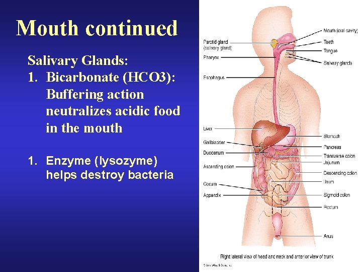 Mouth continued Salivary Glands: 1. Bicarbonate (HCO 3): Buffering action neutralizes acidic food in
