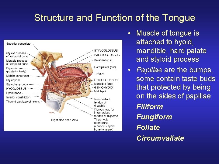 Structure and Function of the Tongue • Muscle of tongue is attached to hyoid,