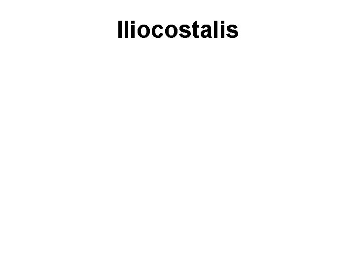 Iliocostalis 