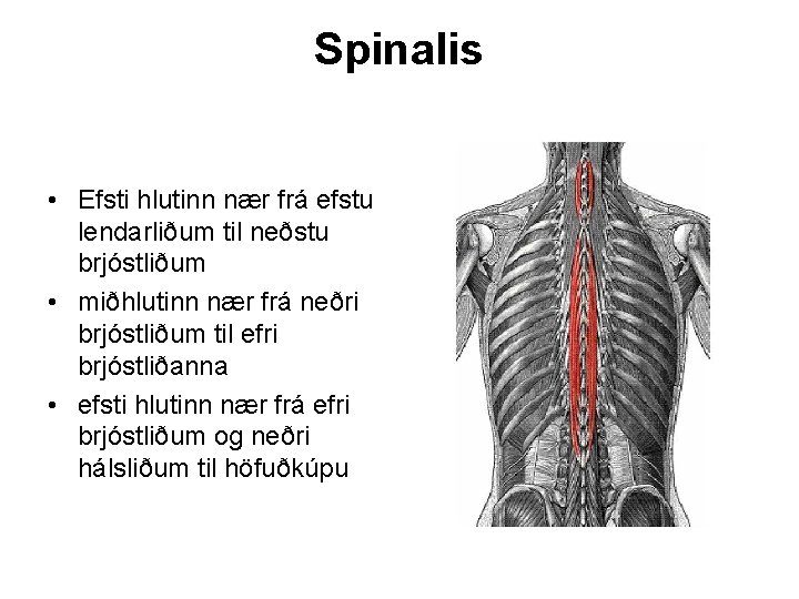 Spinalis • Efsti hlutinn nær frá efstu lendarliðum til neðstu brjóstliðum • miðhlutinn nær