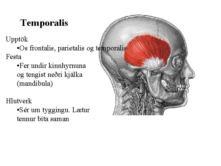 Temporalis Upptök • Os frontalis, parietalis og temporalis Festa • Fer undir kinnhyrnuna og