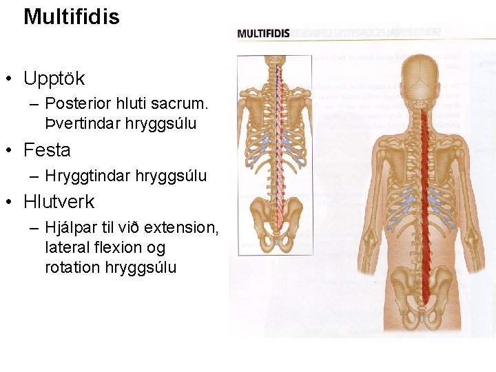 Multifidis • Upptök – Posterior hluti sacrum. Þvertindar hryggsúlu • Festa – Hryggtindar hryggsúlu