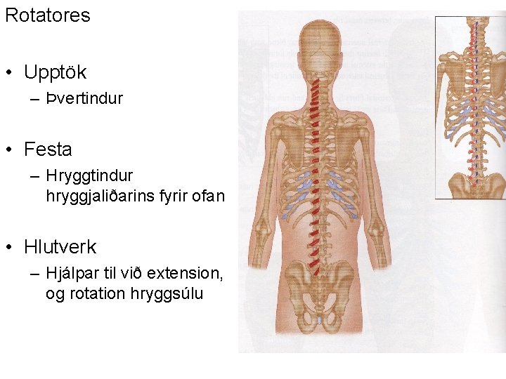 Rotatores • Upptök – Þvertindur • Festa – Hryggtindur hryggjaliðarins fyrir ofan • Hlutverk