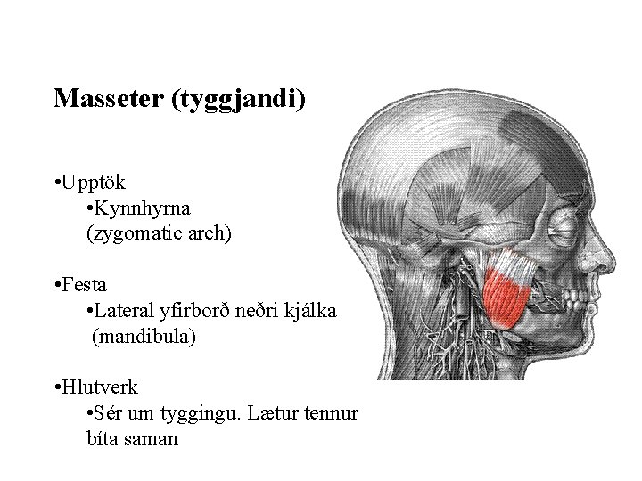 Masseter (tyggjandi) • Upptök • Kynnhyrna (zygomatic arch) • Festa • Lateral yfirborð neðri