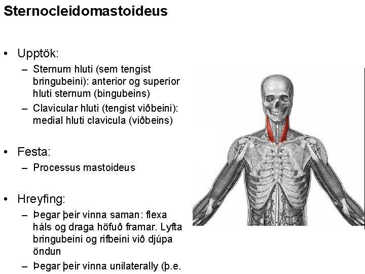 Sternocleidomastoideus • Upptök: – Sternum hluti (sem tengist bringubeini): anterior og superior hluti sternum