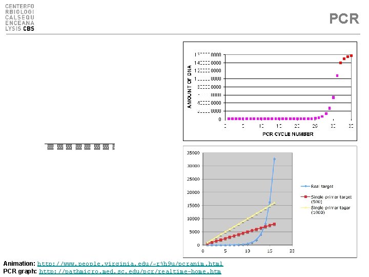 PCR Animation: http: //www. people. virginia. edu/~rjh 9 u/pcranim. html PCR graph: http: //pathmicro.