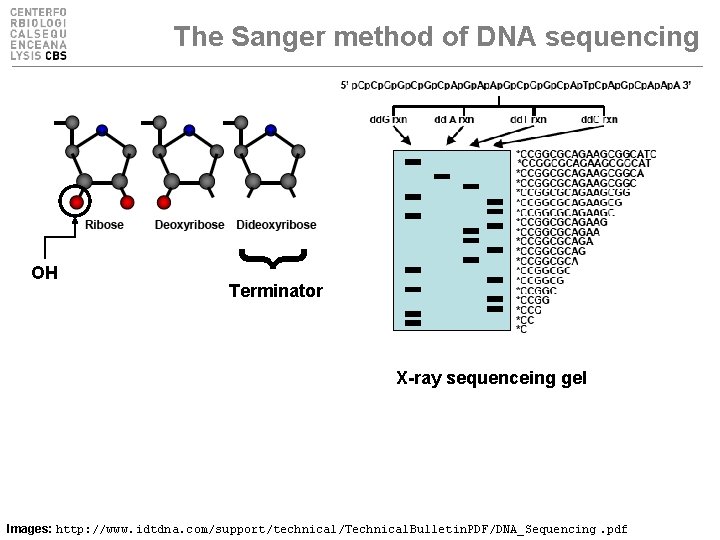 The Sanger method of DNA sequencing } OH Terminator X-ray sequenceing gel Images: http: