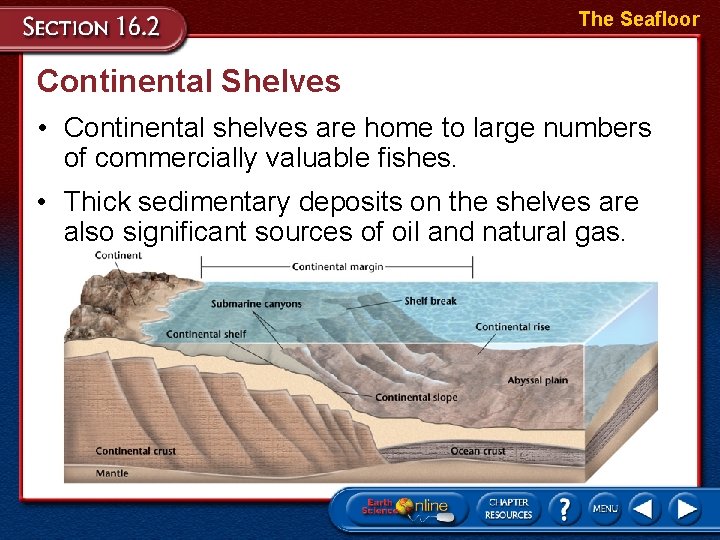 The Seafloor Continental Shelves • Continental shelves are home to large numbers of commercially