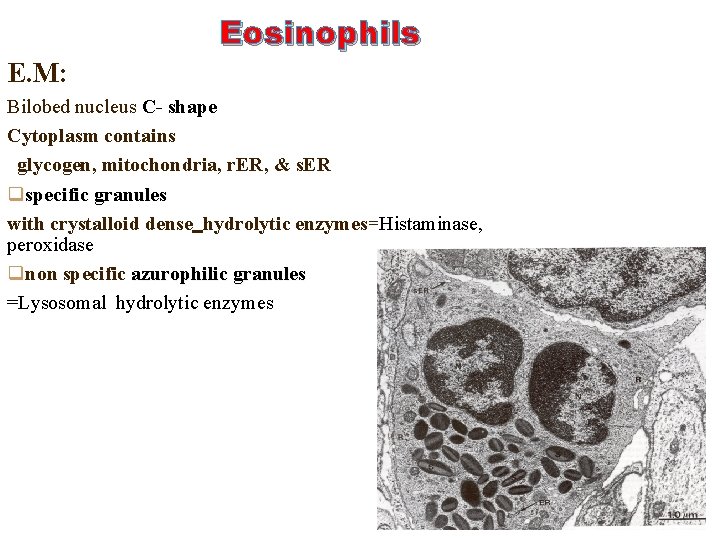 Eosinophils E. M: Bilobed nucleus C- shape Cytoplasm contains glycogen, mitochondria, r. ER, &