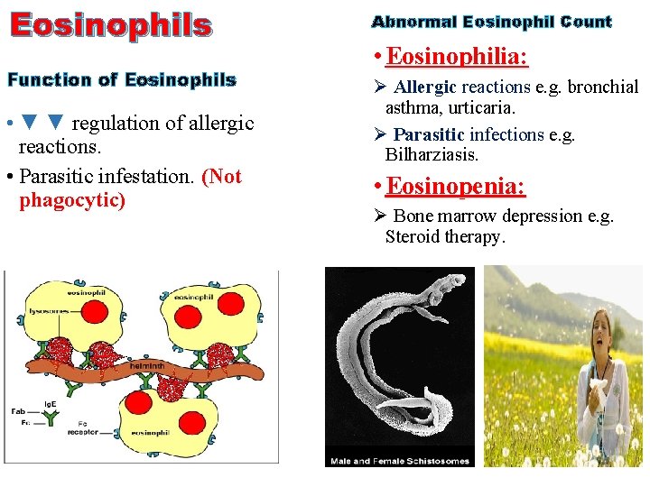 Eosinophils Function of Eosinophils • ▼ ▼ regulation of allergic reactions. • Parasitic infestation.