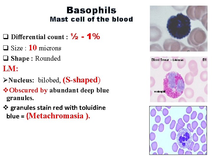 Basophils Mast cell of the blood q Differential count : ½ - 1% q