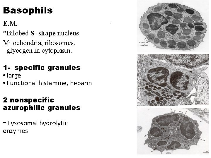 Basophils E. M. *Bilobed S- shape nucleus Mitochondria, ribosomes, glycogen in cytoplasm. 1 -