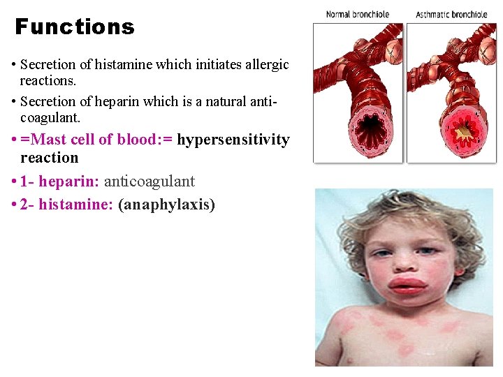 Functions • Secretion of histamine which initiates allergic reactions. • Secretion of heparin which