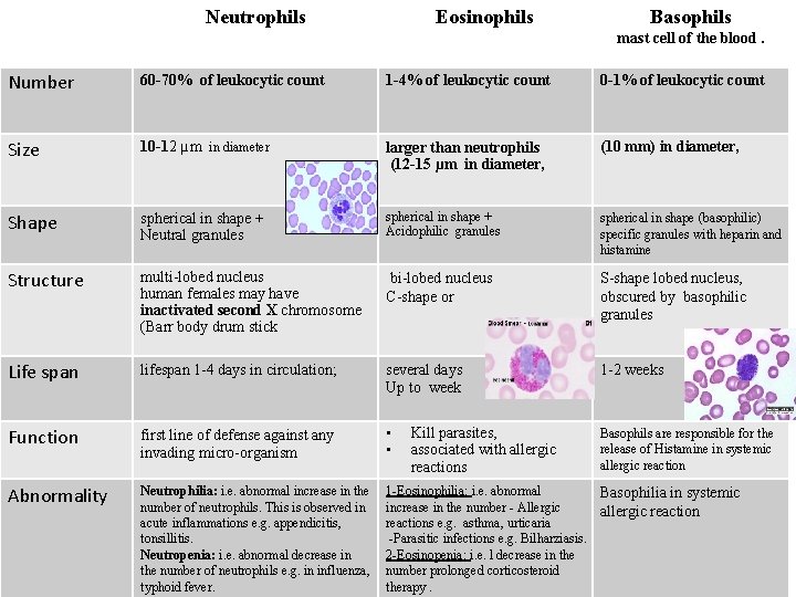 Neutrophils Eosinophils Basophils mast cell of the blood. Number 60 -70% of leukocytic count