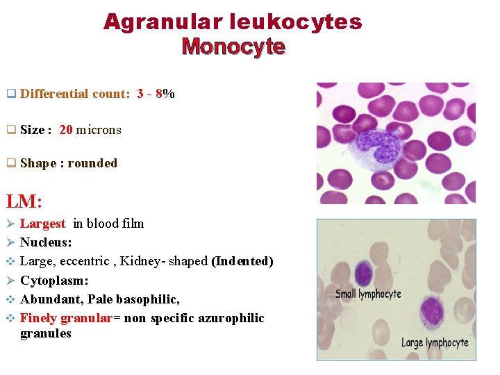 Agranular leukocytes Monocyte q Differential count: 3 - 8% q Size : 20 microns