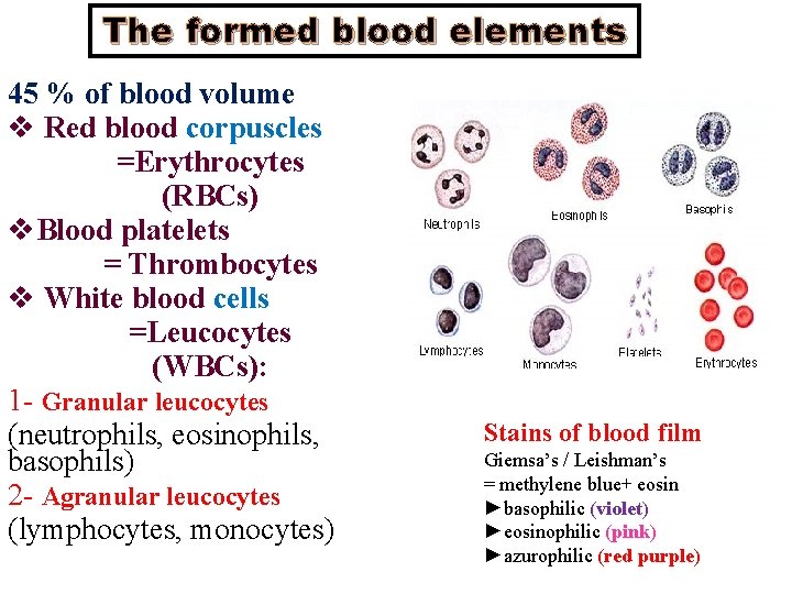 The formed blood elements 45 % of blood volume v Red blood corpuscles =Erythrocytes