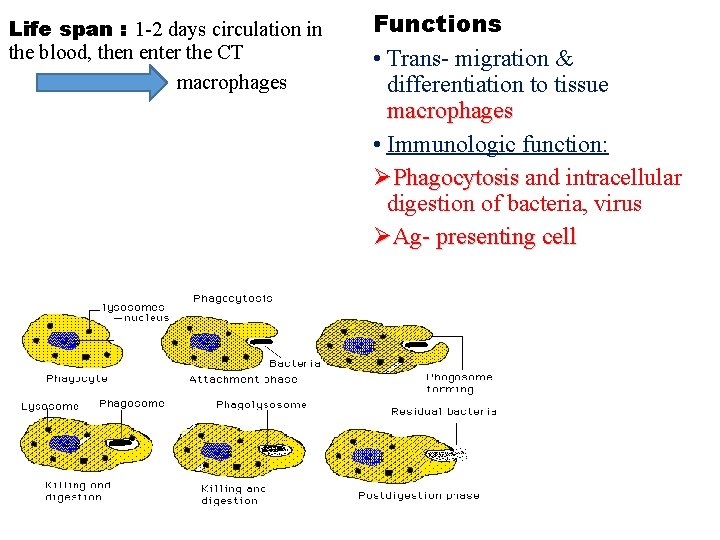 Life span : 1 -2 days circulation in the blood, then enter the CT