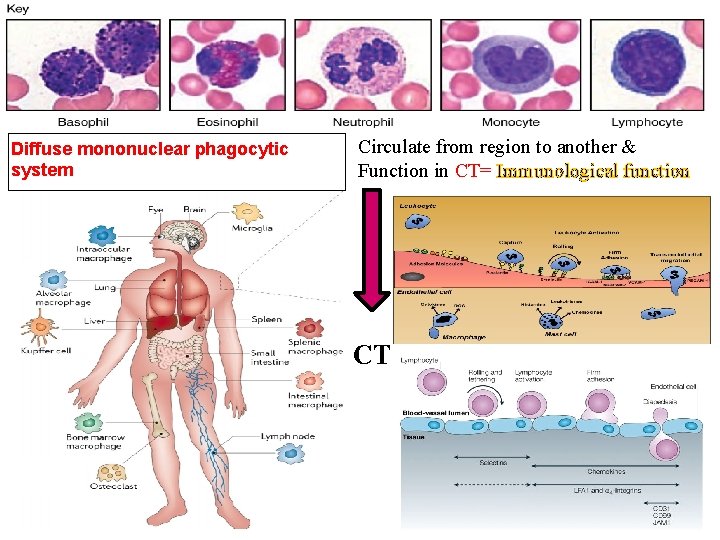 Diffuse mononuclear phagocytic system Circulate from region to another & Function in CT= Immunological