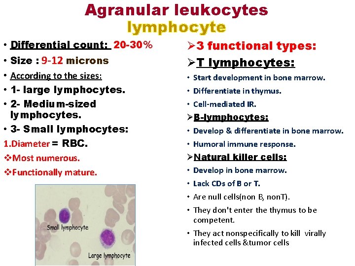 Agranular leukocytes lymphocyte • Differential count: 20 -30% • • Size : 9 -12