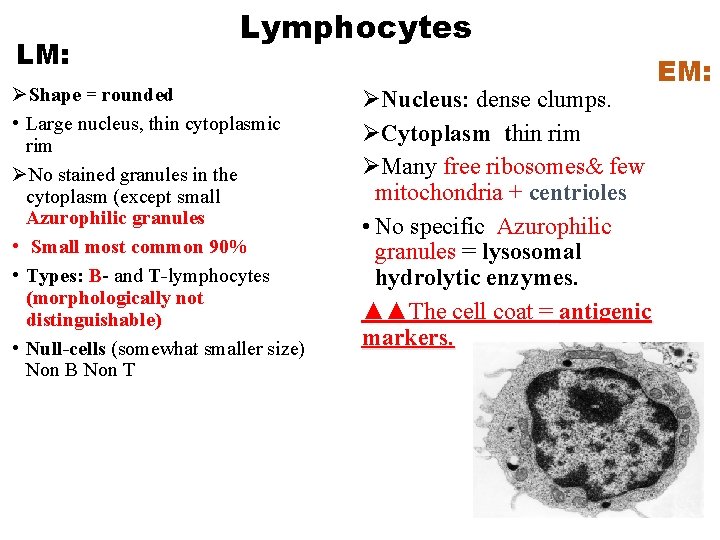 LM: Lymphocytes ØShape = rounded • Large nucleus, thin cytoplasmic rim ØNo stained granules