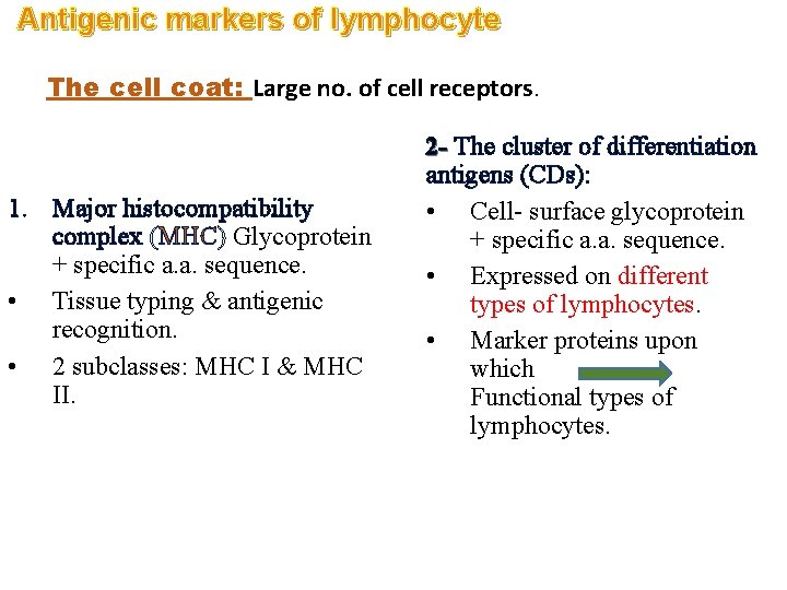 Antigenic markers of lymphocyte The cell coat: Large no. of cell receptors. 1. Major