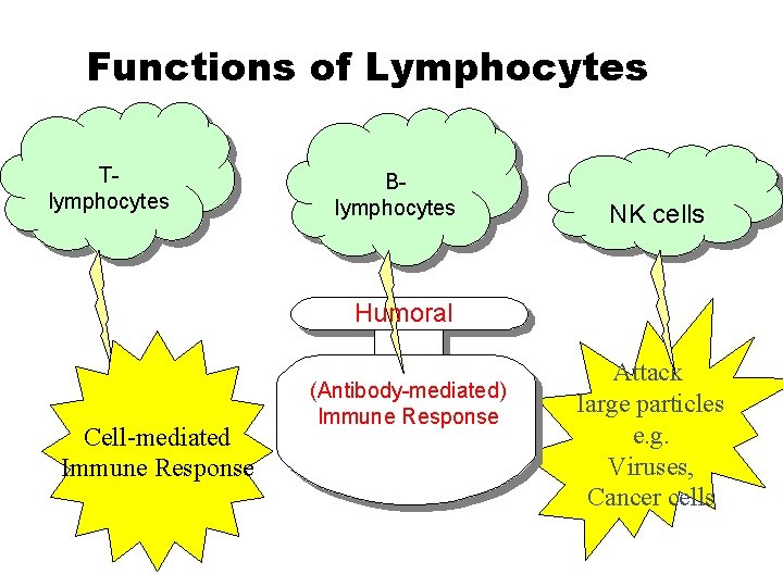 Functions of Lymphocytes Tlymphocytes Blymphocytes NK cells Humoral Cell-mediated Immune Response (Antibody-mediated) Immune Response