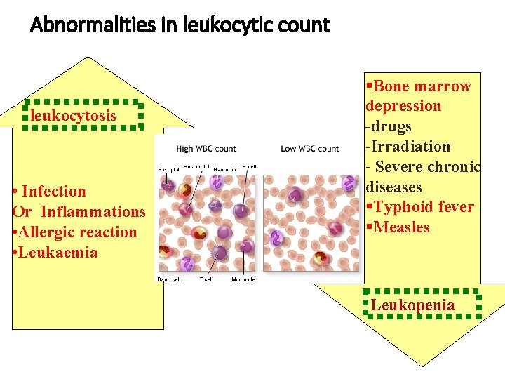Abnormalities in leukocytic count leukocytosis • Infection Or Inflammations • Allergic reaction • Leukaemia