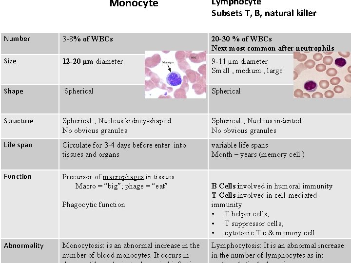 Monocyte Lymphocyte Subsets T, B, natural killer Number 3 -8% of WBCs 20 -30