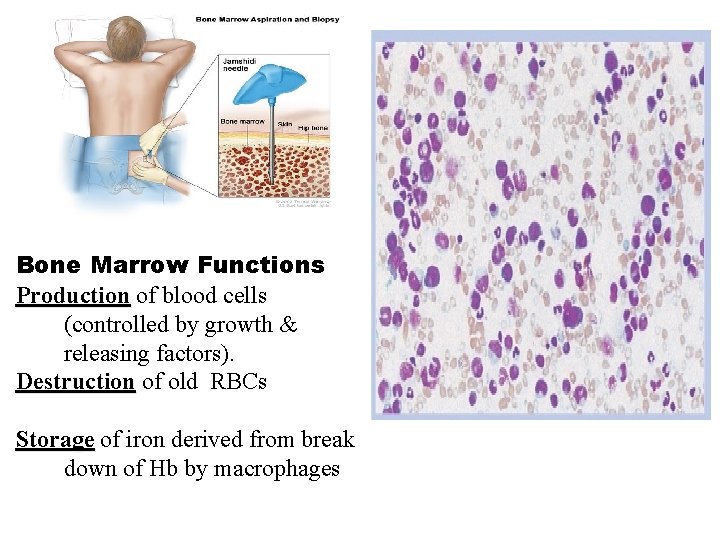 Bone Marrow Functions Production of blood cells (controlled by growth & releasing factors). Destruction