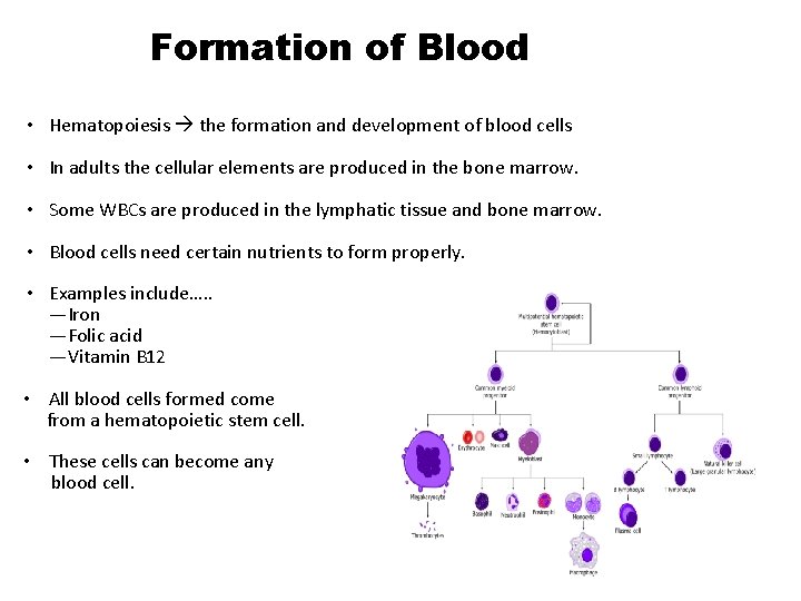 Formation of Blood • Hematopoiesis the formation and development of blood cells • In