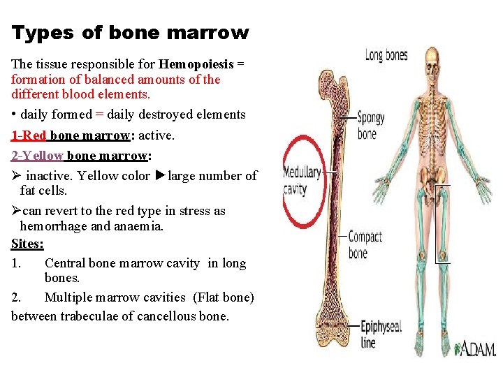 Types of bone marrow The tissue responsible for Hemopoiesis = formation of balanced amounts