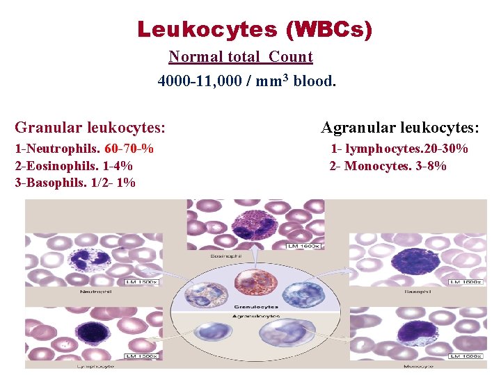 Leukocytes (WBCs) Normal total Count 4000 -11, 000 / mm 3 blood. Granular leukocytes: