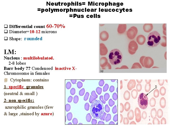 Neutrophils= Microphage =polymorphnuclear leucocytes =Pus cells q Differential count 60 -70% q Diameter=10 -12