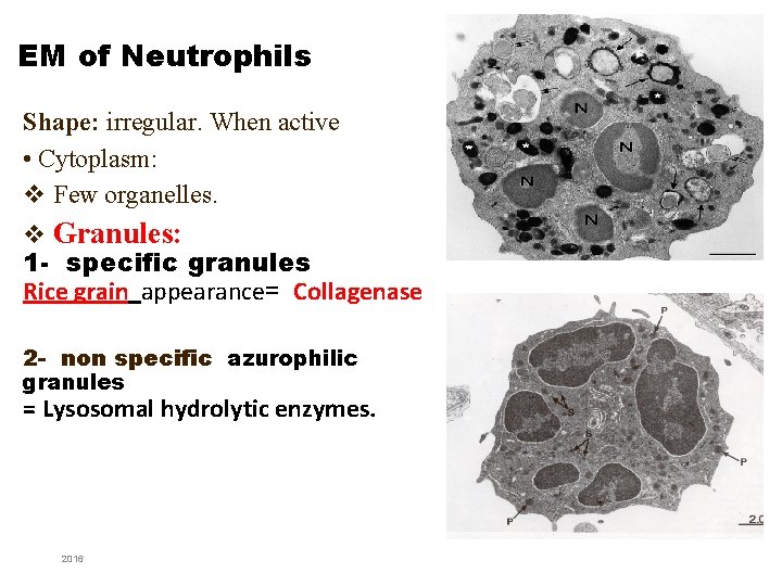 EM of Neutrophils Shape: irregular. When active • Cytoplasm: v Few organelles. v Granules: