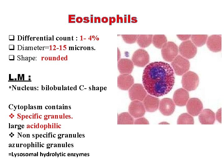 Eosinophils q Differential count : 1 - 4% q Diameter=12 -15 microns. q Shape: