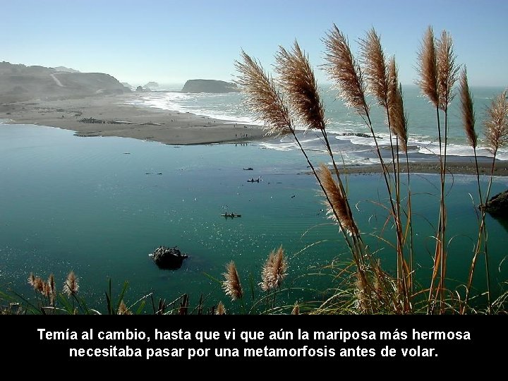 Temía al cambio, hasta que vi que aún la mariposa más hermosa necesitaba pasar
