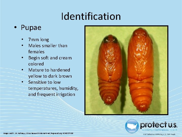  • Pupae Identification • 7 mm long • Males smaller than females •