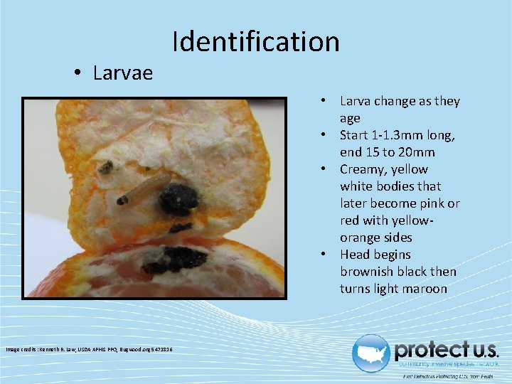  • Larvae Identification • Larva change as they age • Start 1 -1.