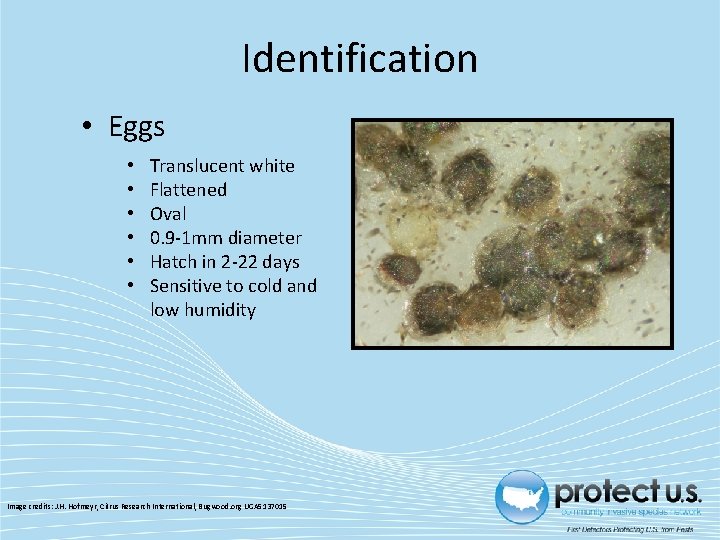 Identification • Eggs • • • Translucent white Flattened Oval 0. 9 -1 mm