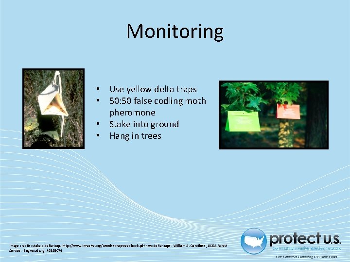 Monitoring • Use yellow delta traps • 50: 50 false codling moth pheromone •