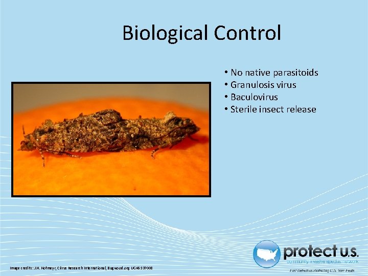 Biological Control • No native parasitoids • Granulosis virus • Baculovirus • Sterile insect
