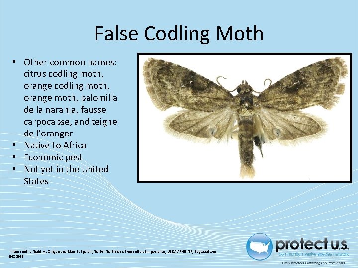 False Codling Moth • Other common names: citrus codling moth, orange moth, palomilla de