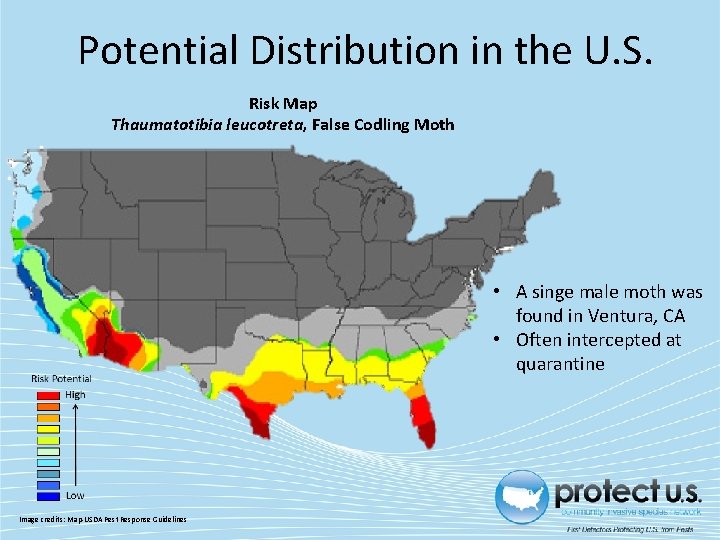 Potential Distribution in the U. S. Risk Map Thaumatotibia leucotreta, False Codling Moth •